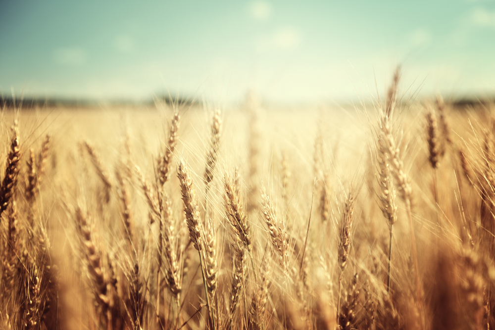 Государство закупит у фермеров зерно с помощью «бездушной системы»