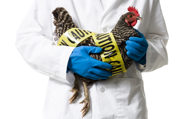 Washington State reports fatal human case of bird flu