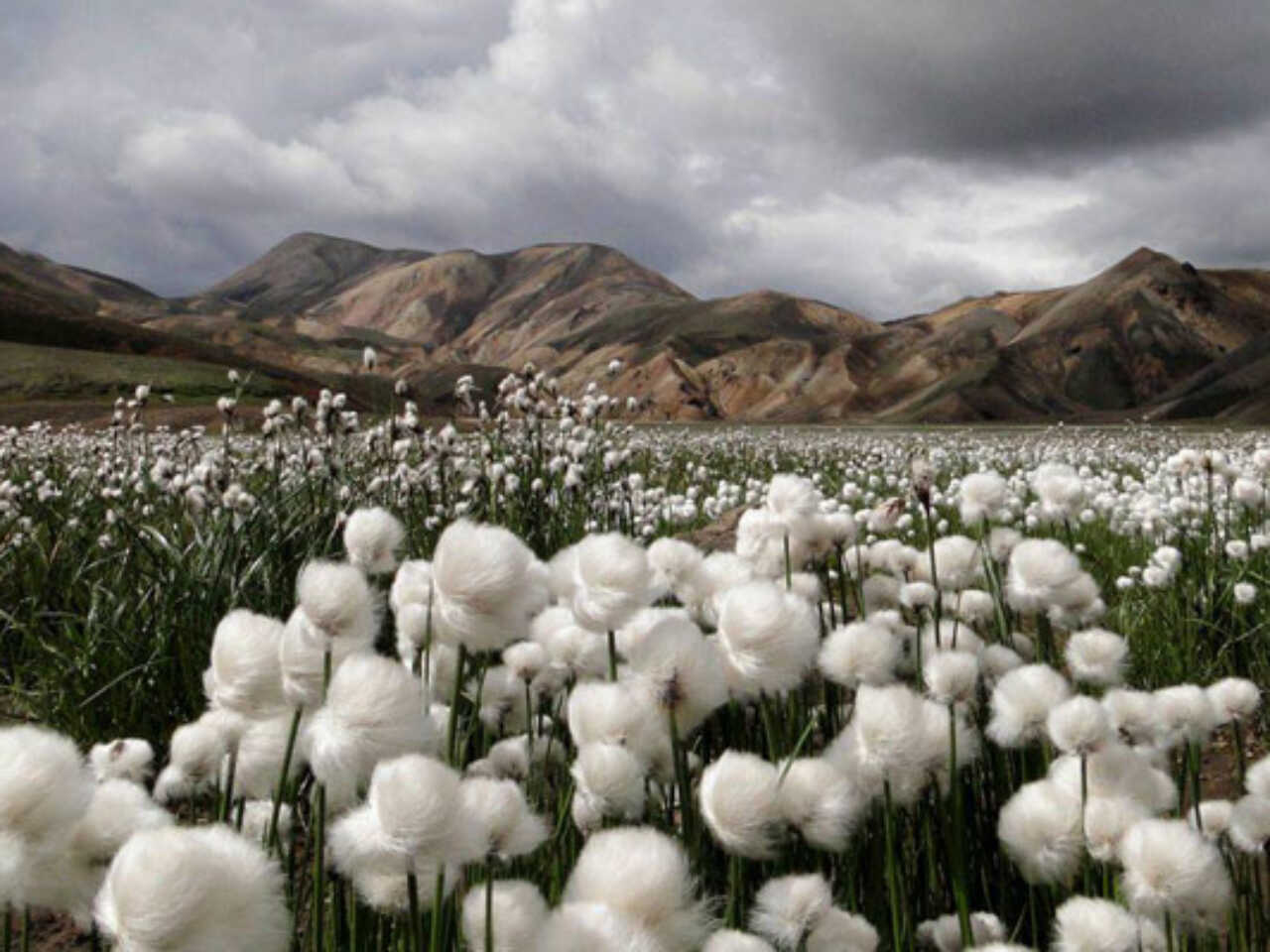 Жұлдыз оның қынапшасын және кискасын көрсетті.