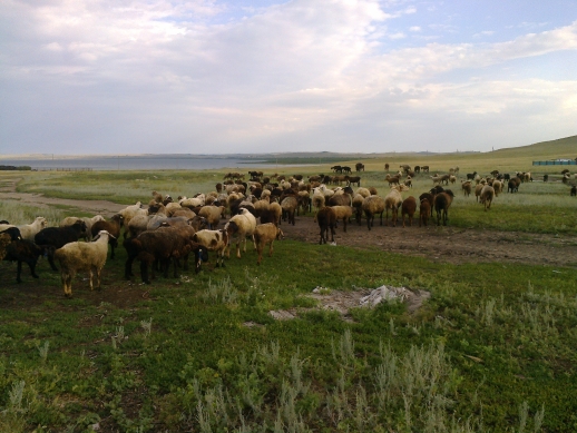 Возвращая традиции овцеводства