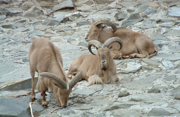 Североафриканских баранов не пустили в Казахстан