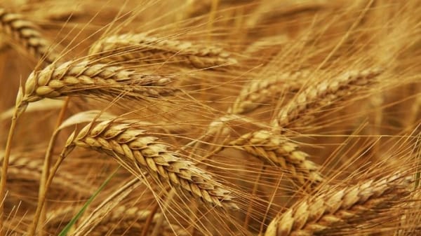 ПРООН предлагает фермерам Казахстана схему по возмещению ущерба