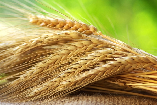 Нацхолдинг «КазАгро» направил более 65 млрд тенге на посевную