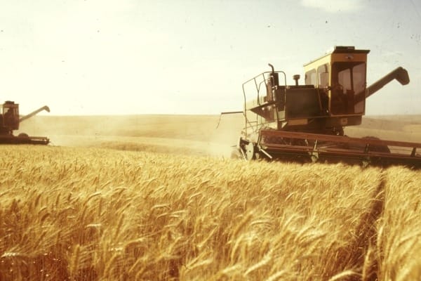 Минсельхоз США сохранил прогноз производства и экспорта казахстанской пшеницы