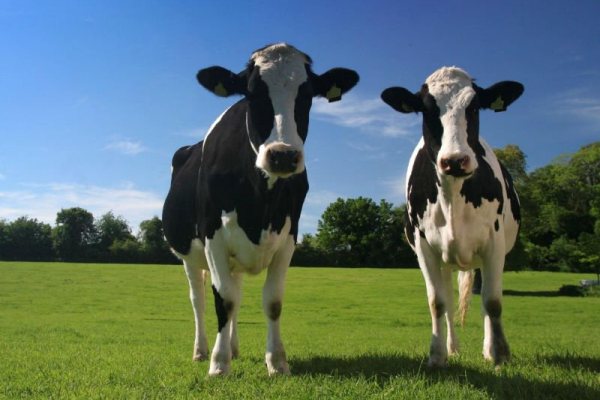 В Атырауской области объявлен карантин