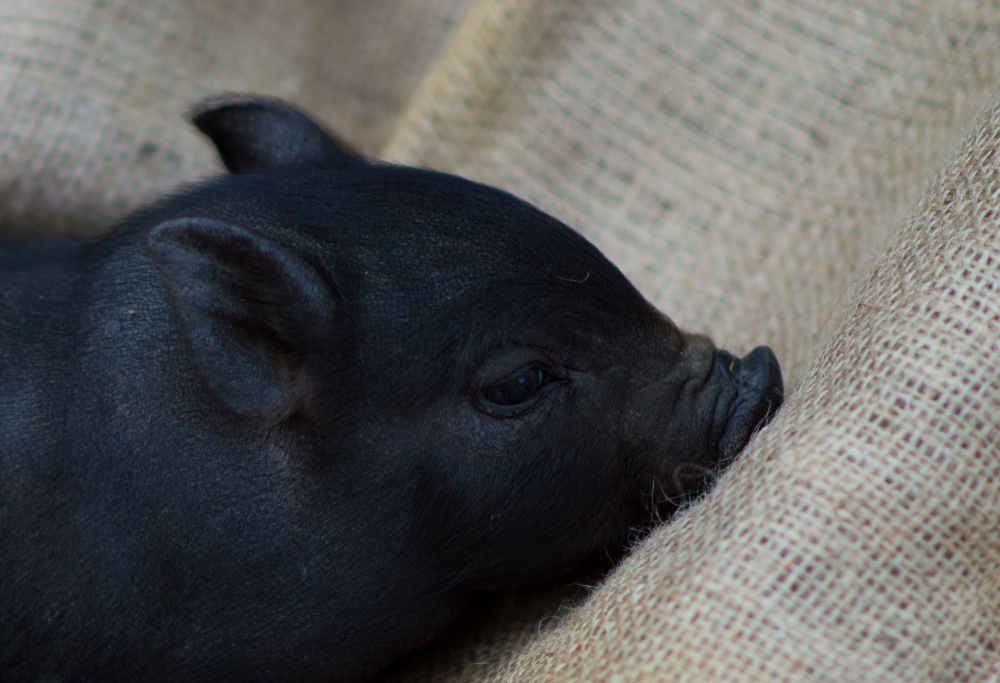 Фото: Shutterstock / Abrym