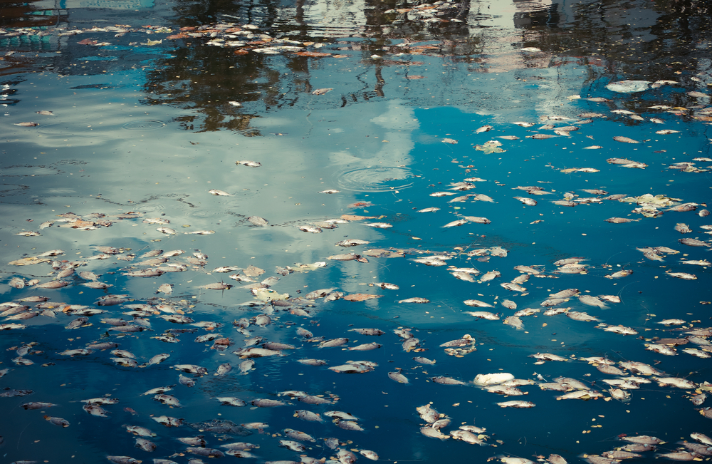 Фото: shutterstock