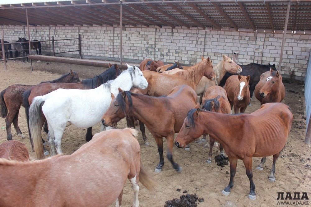 Фото: Пресс-служба департамента полиции Мангистауской области