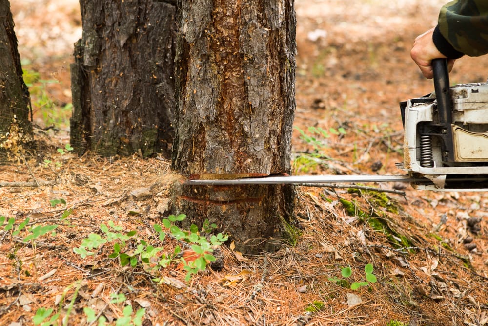 Фото: Shutterstock