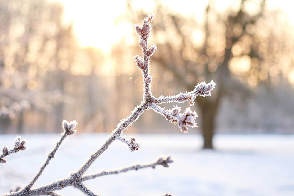 Фото: Shutterstock