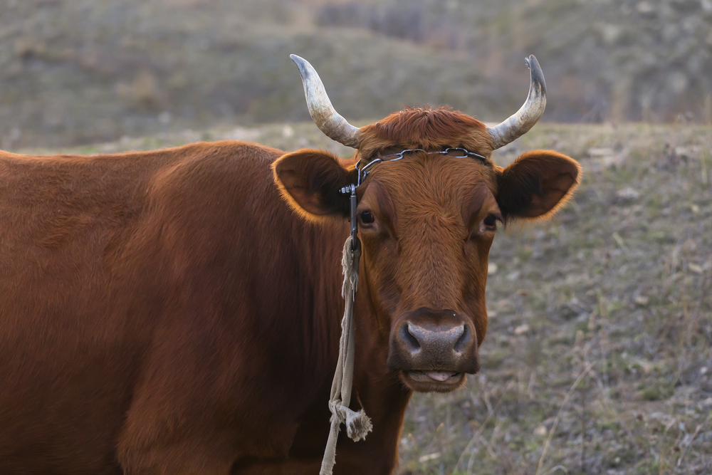 фото: shutterstock.com