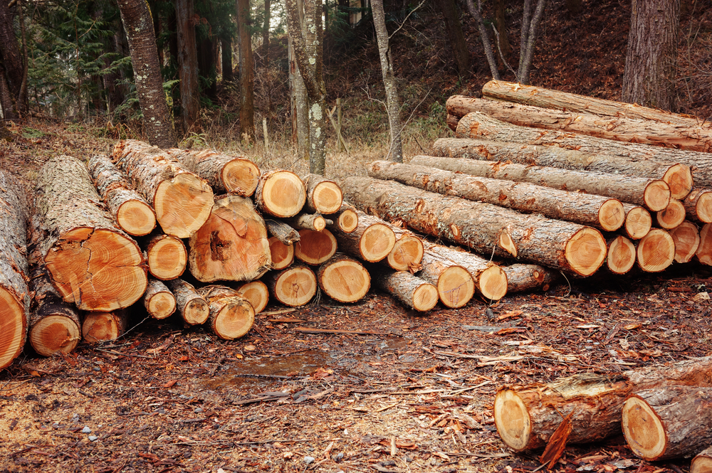 Россия обеспечивает Казахстан древесиной на 85%. Чем российский лес лучше нашего?