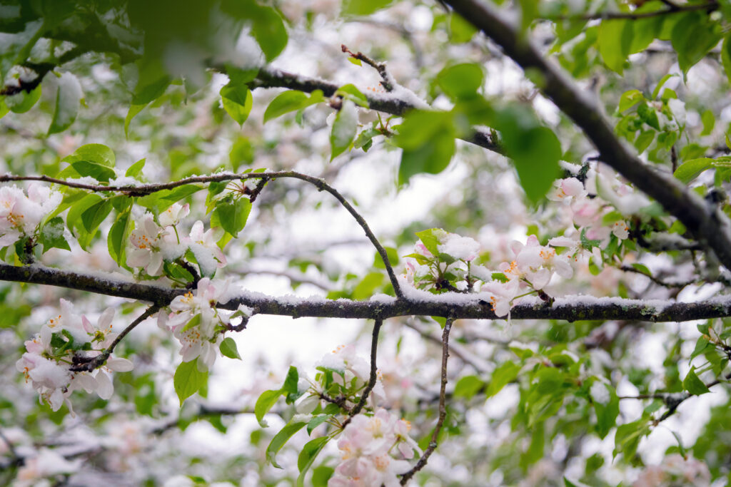 Apple tree blossoms covered in snow during unexpected snowfall in spring. Blooming flowers freezing under white snow in the garden.