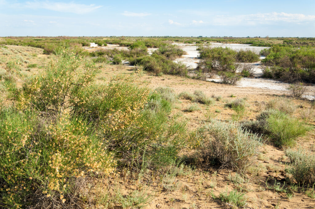 Steppe saline soils. saline  salt  in salt.  steppe  prairie  veldt veld. Saline soils of the desert, salt lakes,.  lifeless scorched earth. bare steppe of Kazakhstan