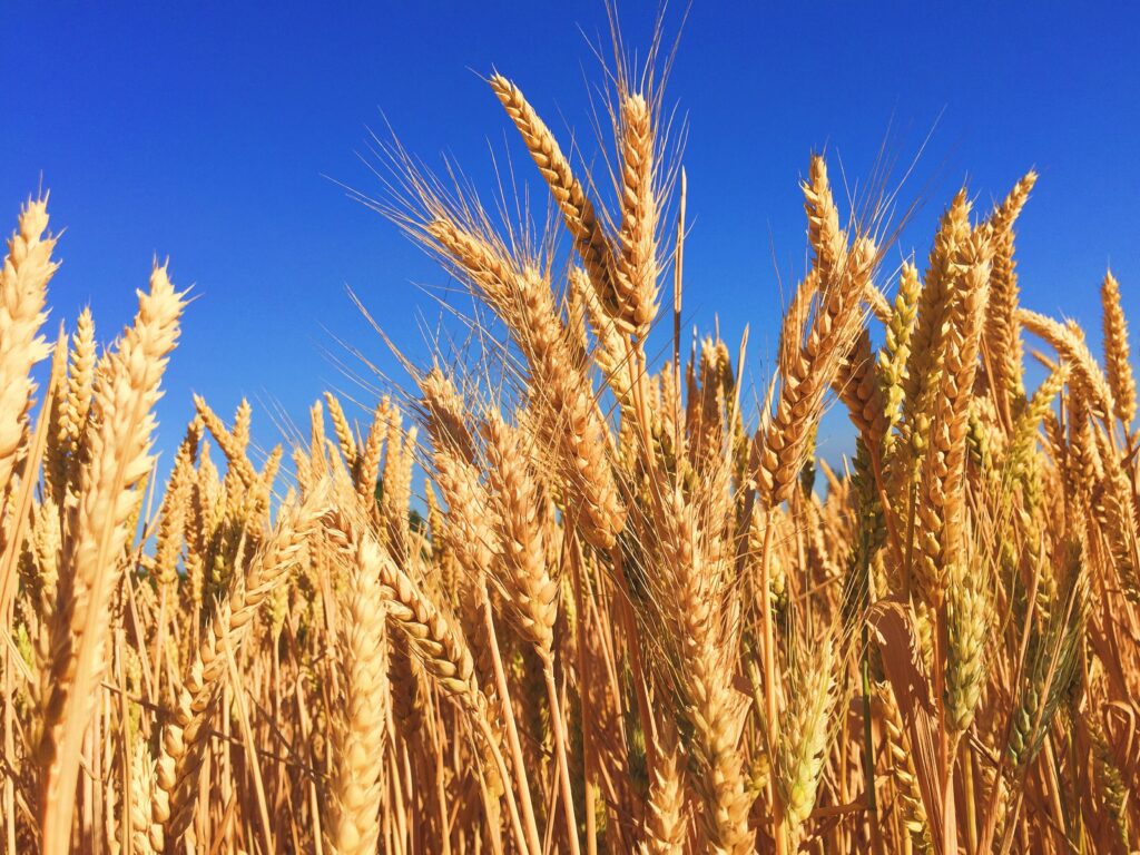 Uzbekistan approves market-oriented mechanism for wheat acquisition
