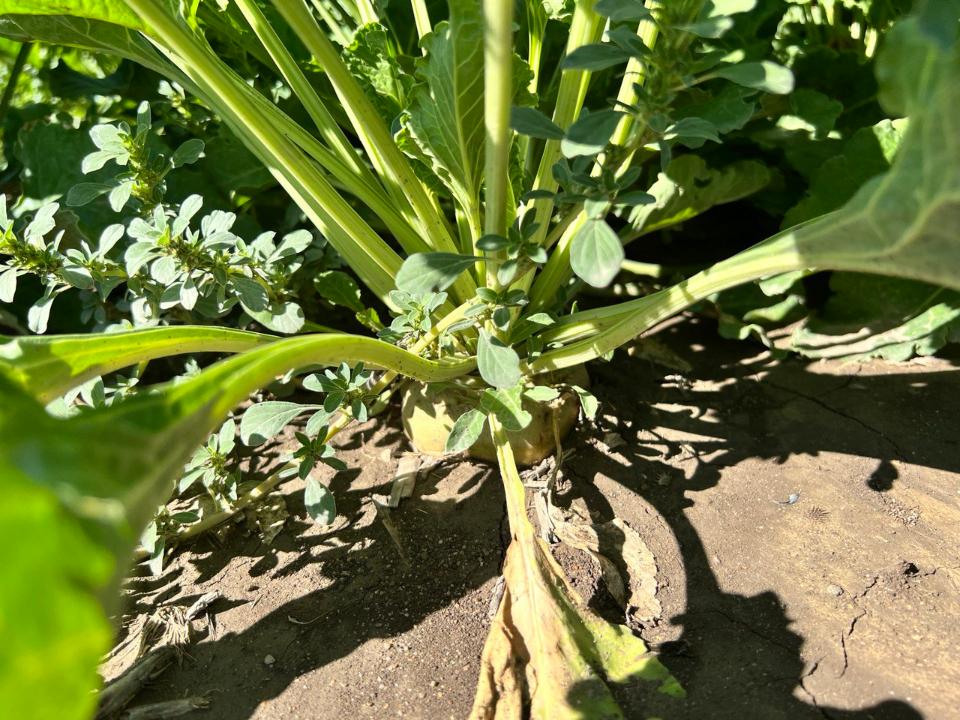 Елімізде қант қызылшасы алқаптарының азаюының негізгі себептері қандай