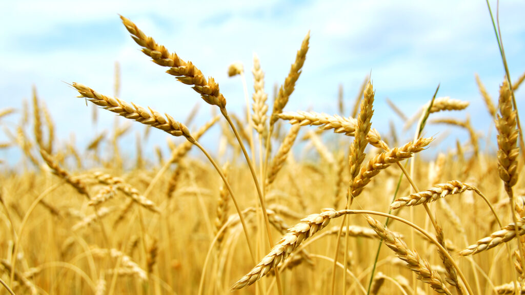 Почему в Казахстане дешевеет зерно