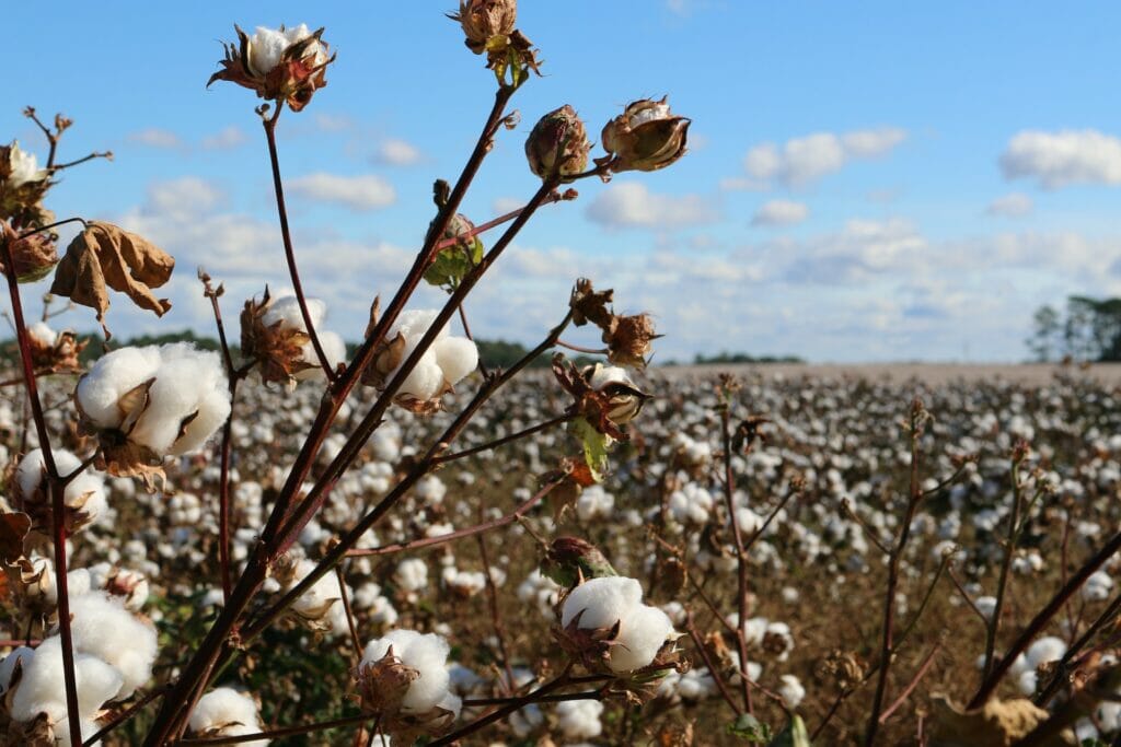 Russia to cooperate with Uzbekistan in the field of cotton production