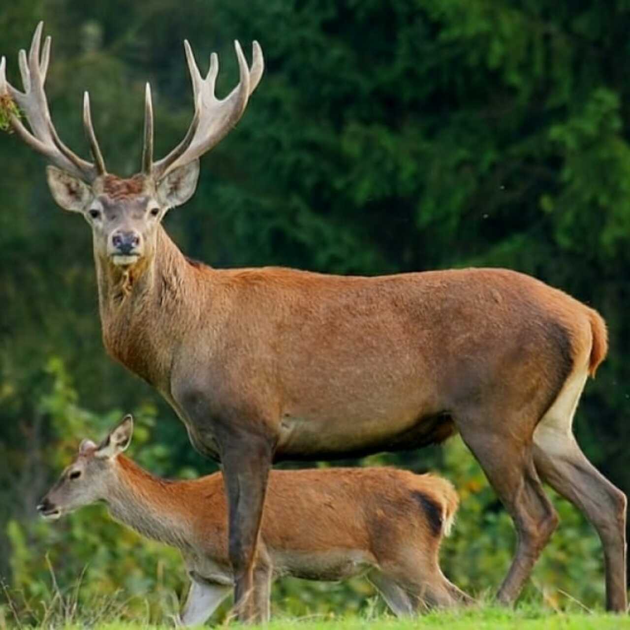 Өгей ағасы мен әпкесі секс