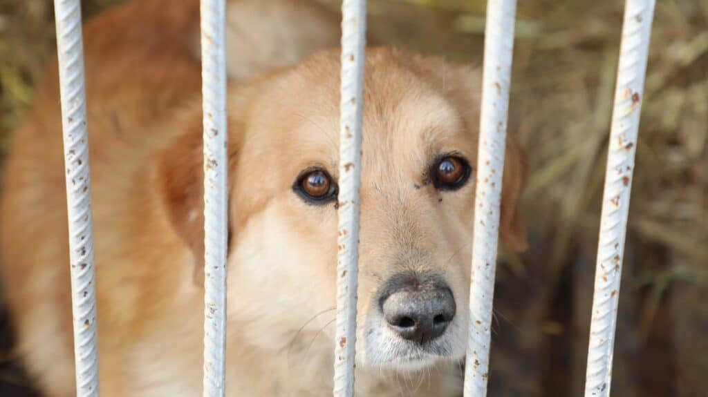 Қазақстанда үй жануарларына байланысты тағы да бір заң жобасы Мәжіліс қарауына түсті