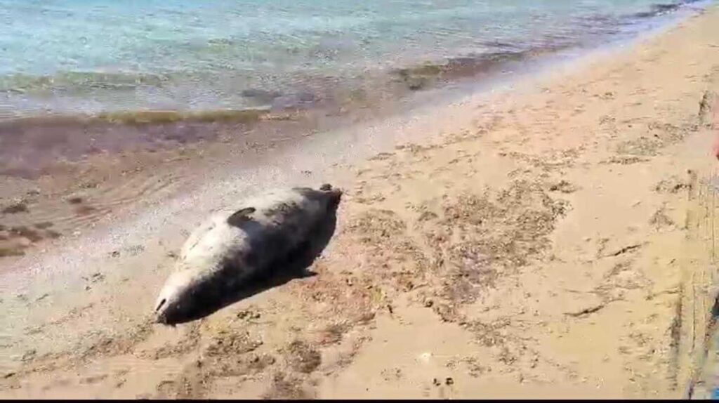 Каспий теңізінің жағалауынан 100-ден астам өлі итбалық табылды