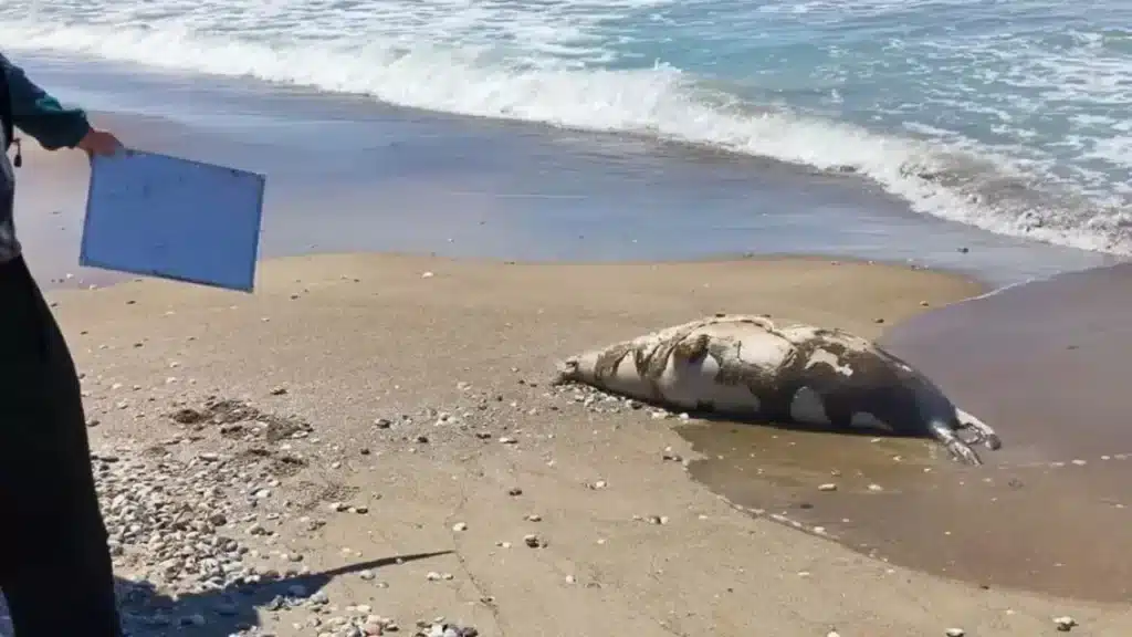 Каспий жағалауынан тағы 80-ге жуық итбалықтың өлексесі табылды