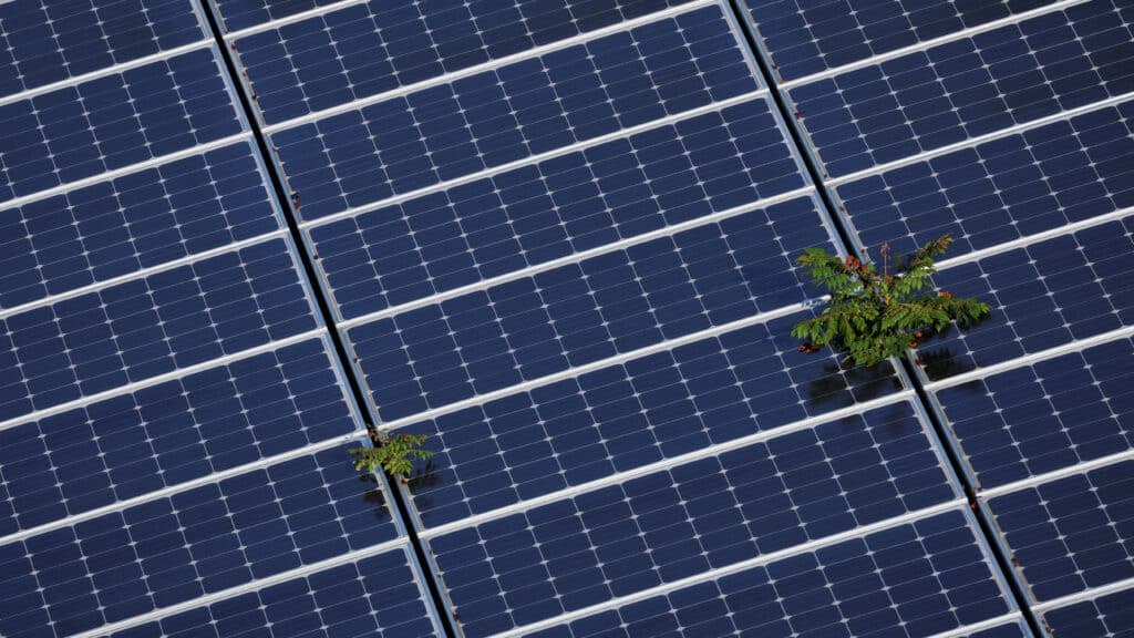 FILE PHOTO: Plants grow through an array of solar panels in Fort Lauderdale, Florida, U.S., May 6, 2022. REUTERS/Brian Snyder/File Photo
