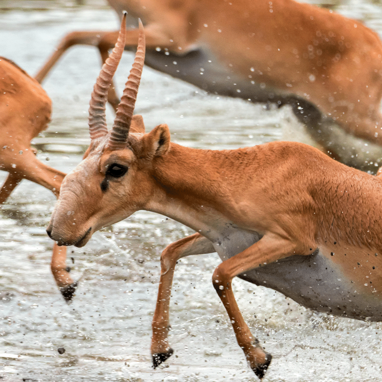 Анальды әуесқойлардың порнофотосуреттері