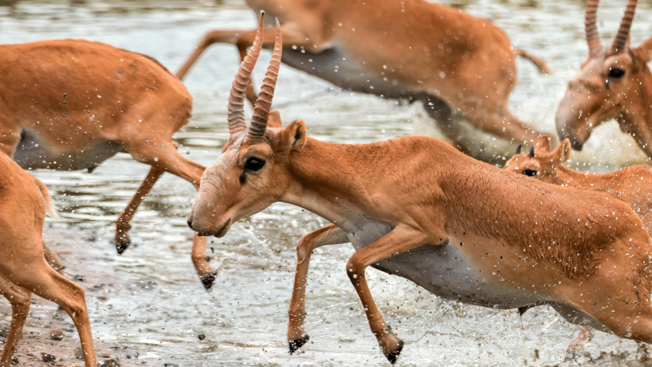 Үнді порно Айшвари Рай