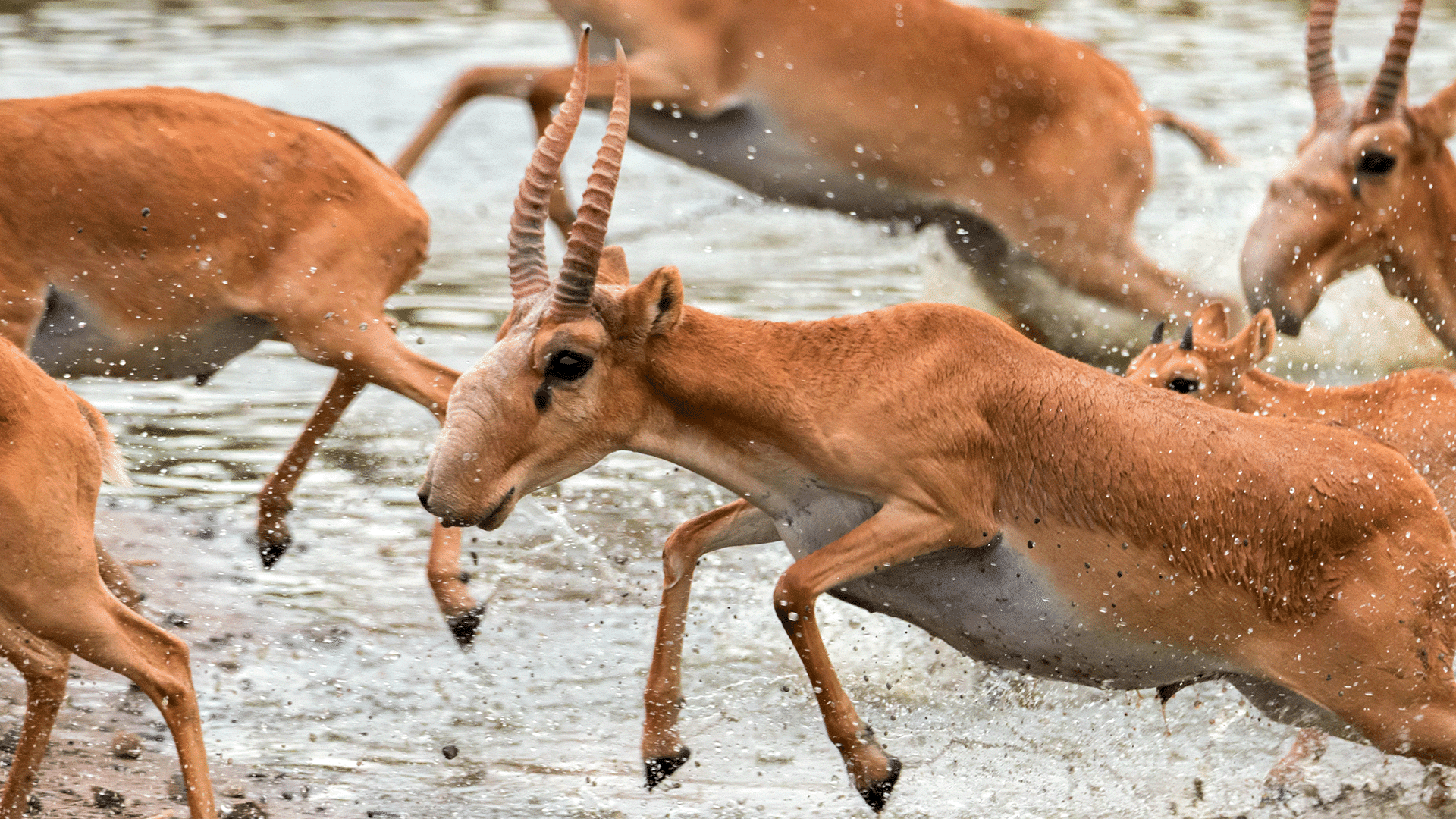 Ақбөкен / фото: shutterstock