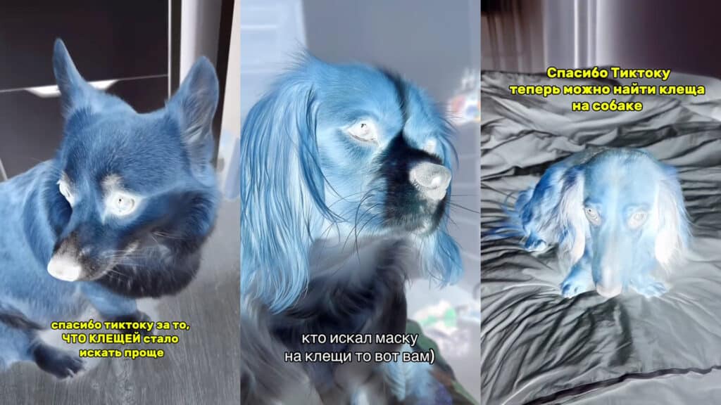 Клещи