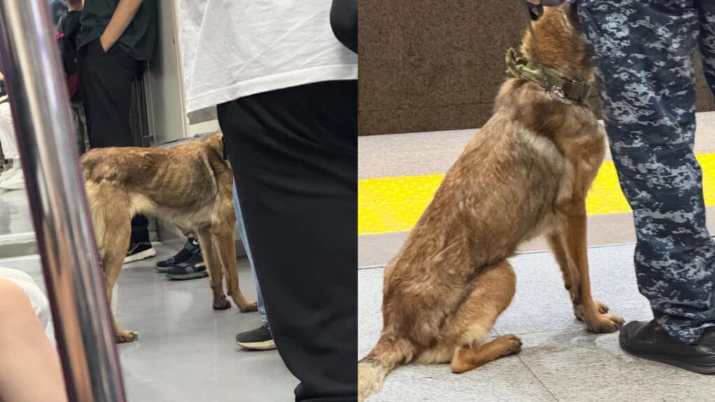 Фото: коллаж kursiv.media, бильд-редактор: Дастан Шанай