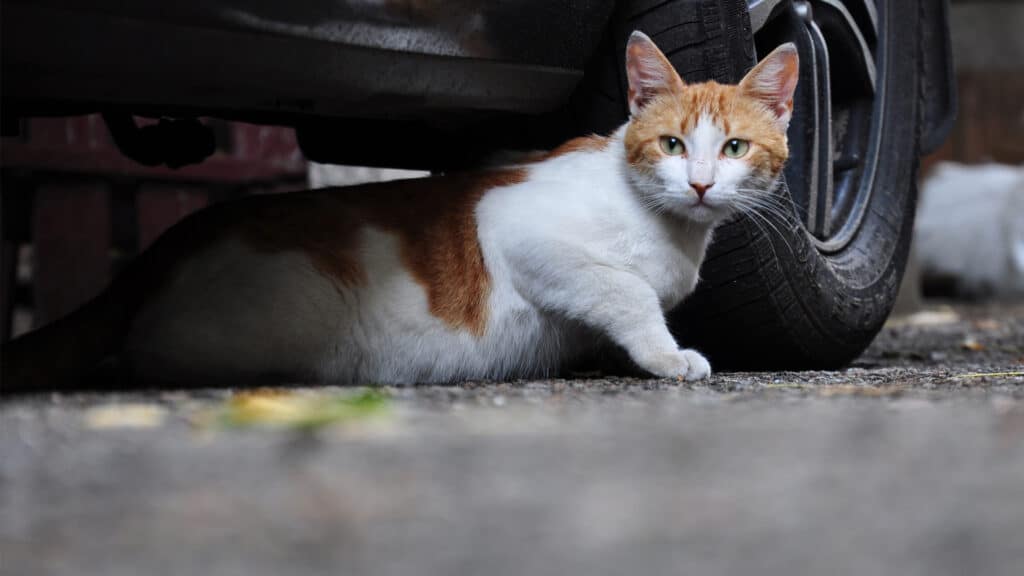 Фото: stutterstock, бильд-редактор: Милош Муратовский