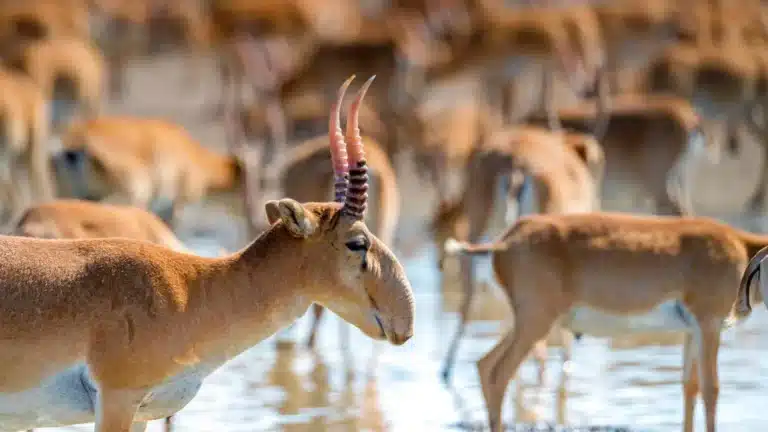 Bizarre foods of the steppe: Is saiga antelope actually edible?