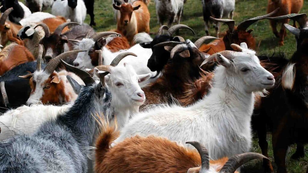 Ешкі мал басын көбейтуге көмектеседі / фото: shutterstock