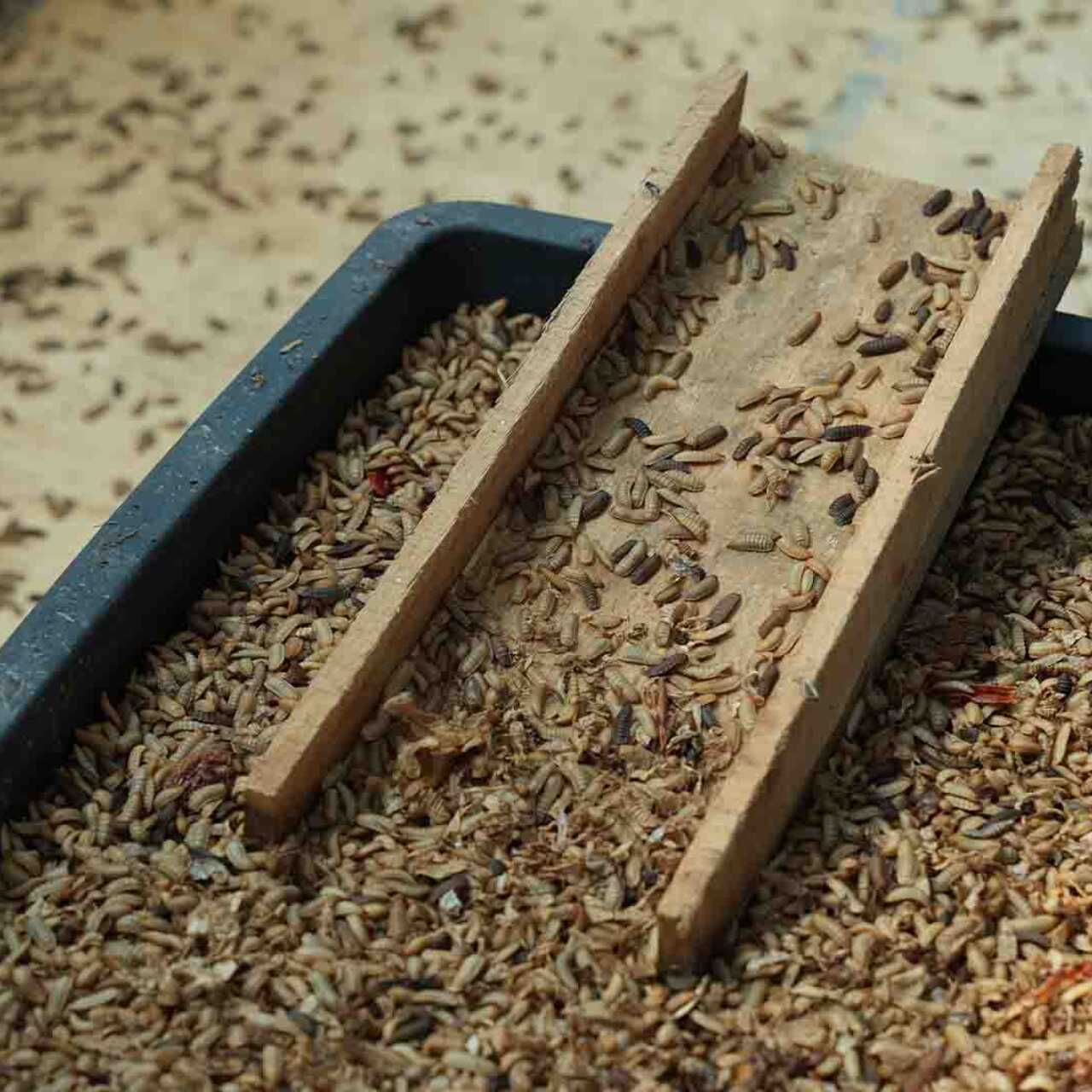 Қырықтан асқан мысық