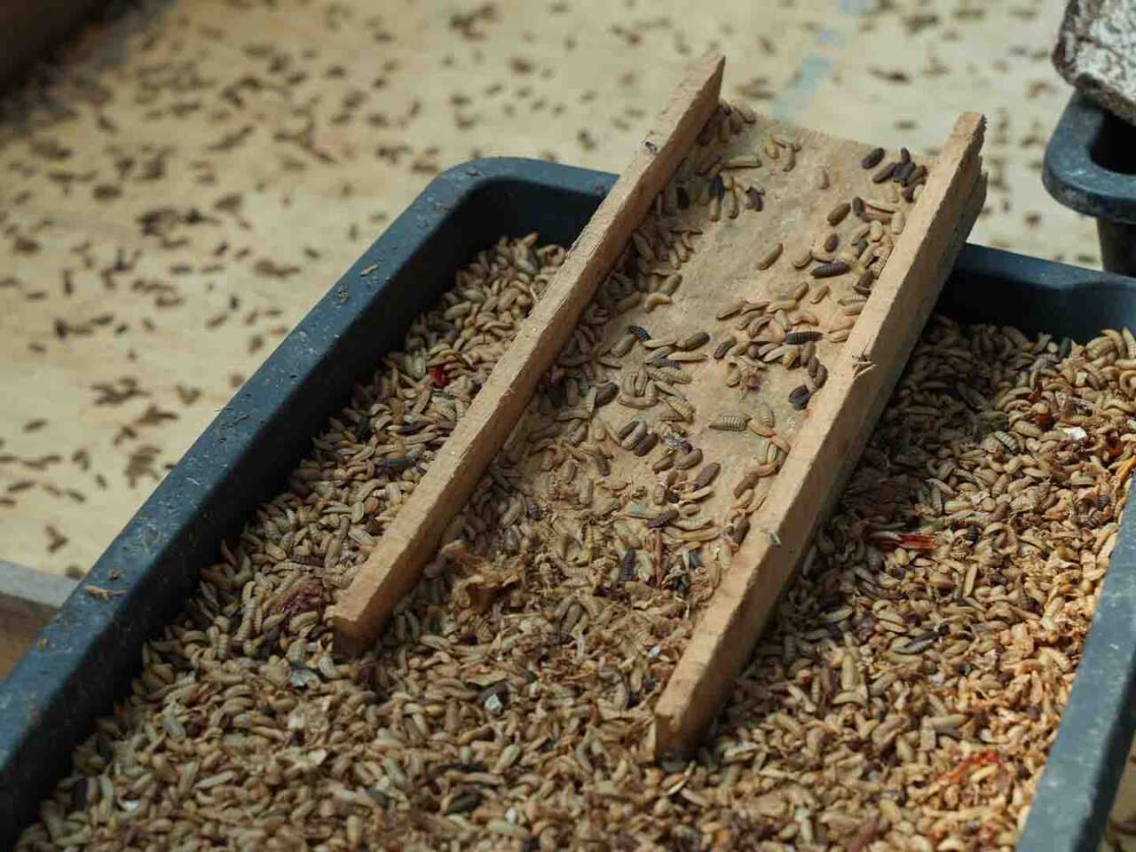 Дәрігердің жауаптары: жыныс мүшесі қисық Үлкен сиськи порно инцест