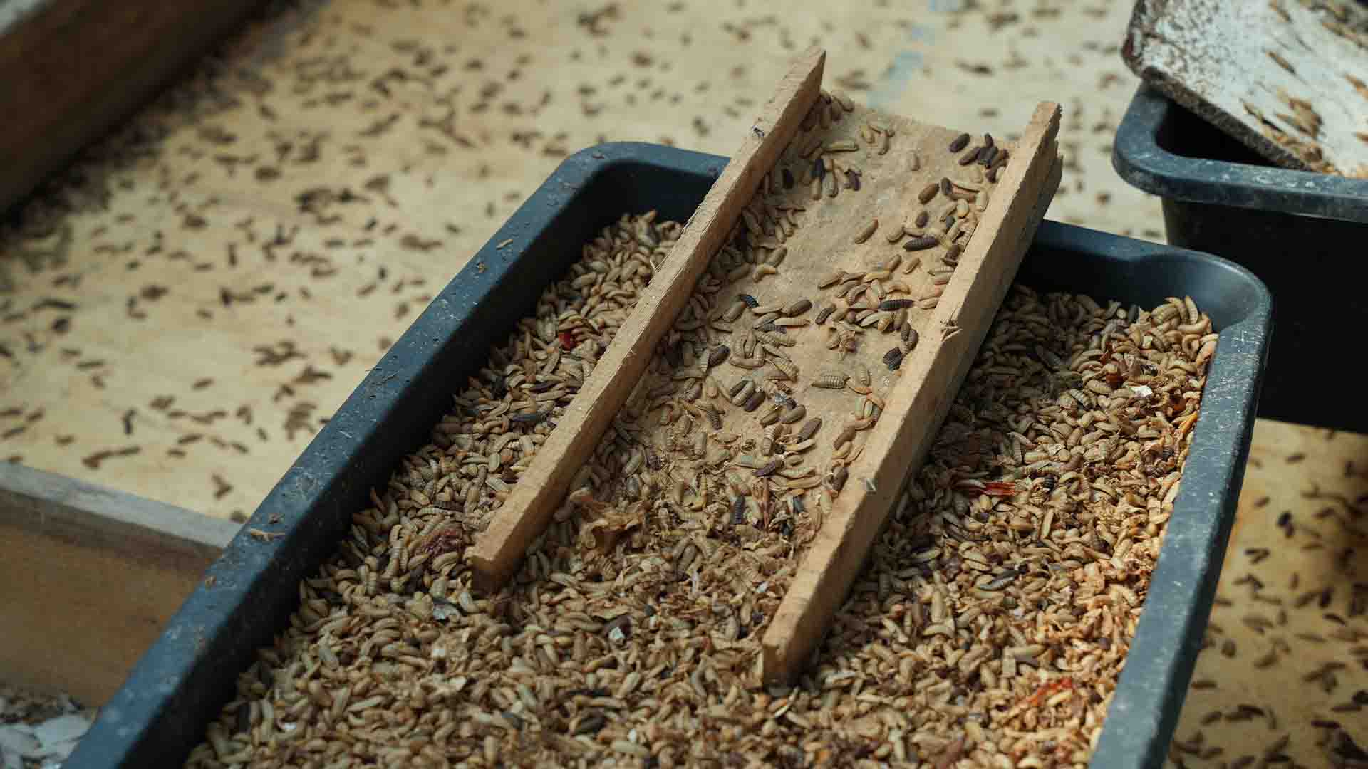 Порно әйел анатомиясы