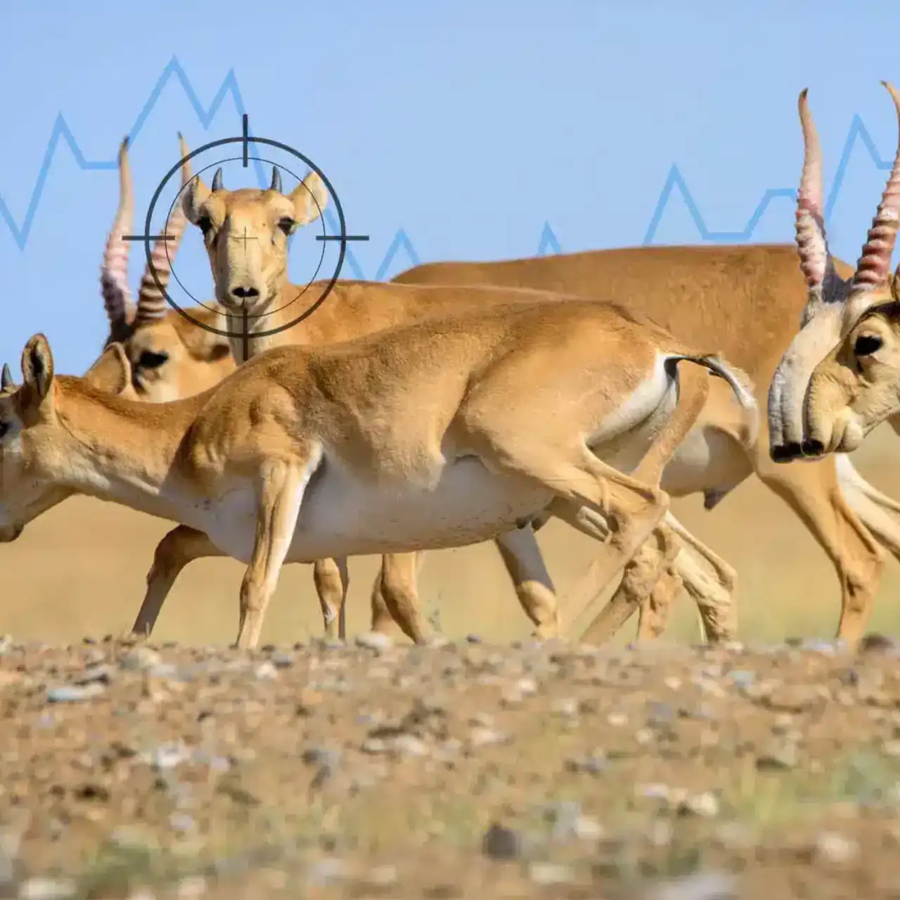 Ол шұжықтың бір бөлкесін китесіне тығып алды