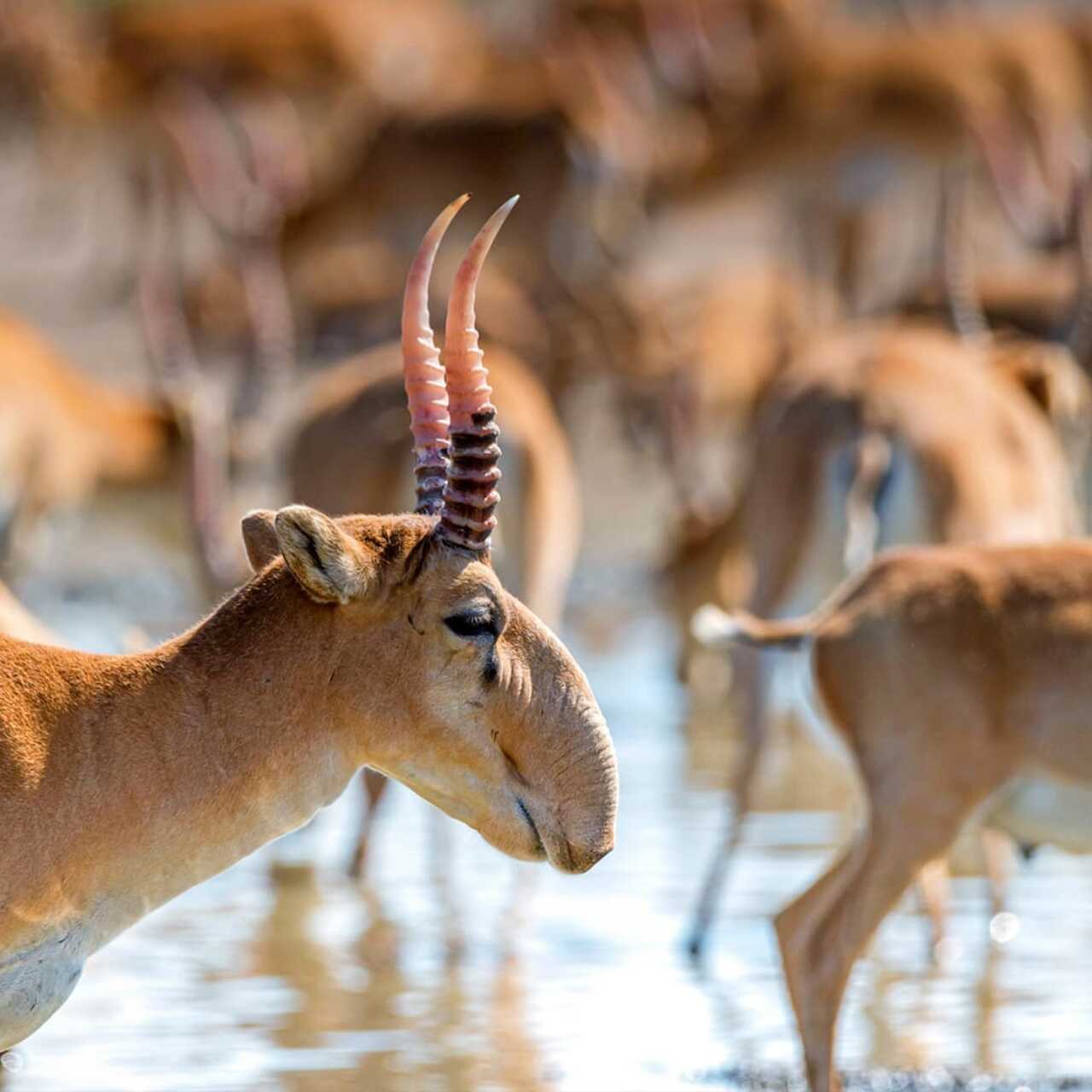 Порно фильм әке