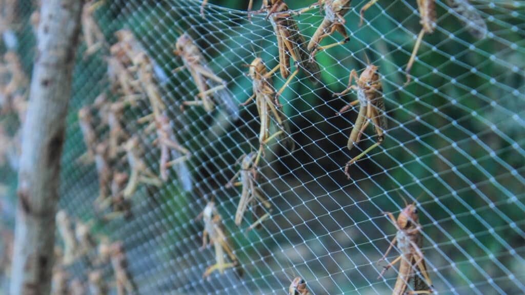 Фото: shutterstock, бильд-редактор: Милош Муратовский