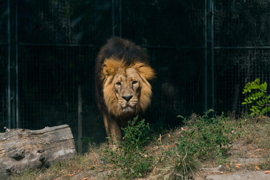 В Пакистане арестовали хозяев домашнего льва, который напал на людей