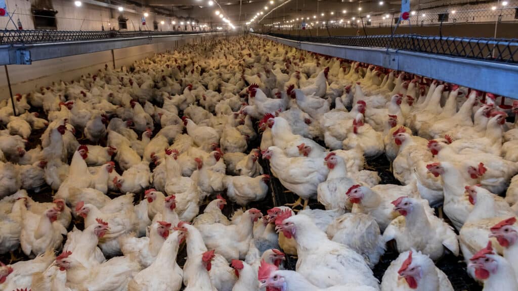 У миллионера Толукпаева появится конкурент из Иордании с проектом на $85 млн