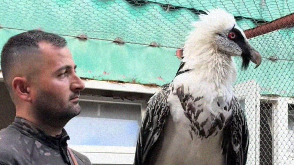 Фото: tiktok.com/@falcon_owl, бильд-редактор: Адэлина Мамедова