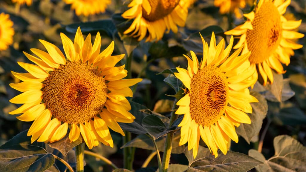 sunflower