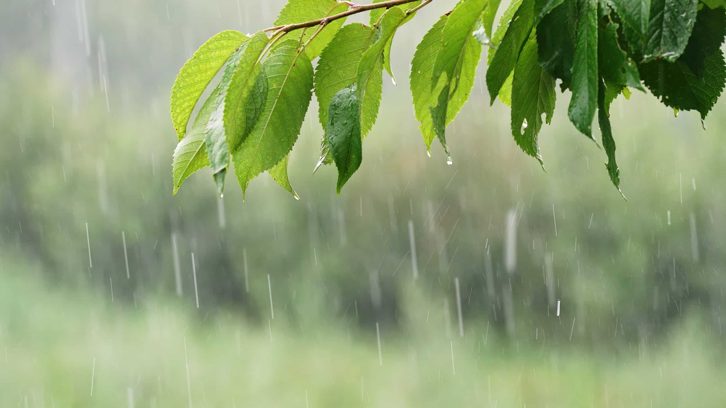 Жаңбырлы күн / фото: shutterstock