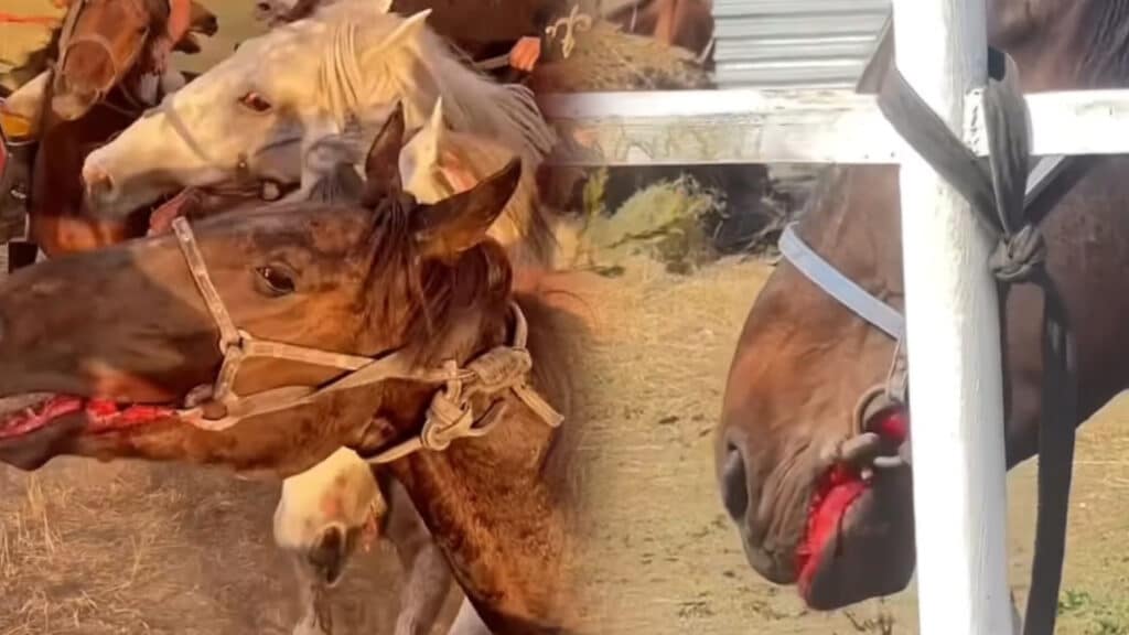 коллаж kursiv.media, бильд-редактор: Адэлина Мамедова