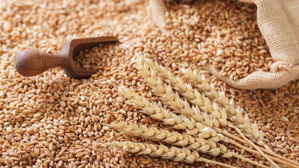 Казахстан сократит экспорт зерна на миллионы тонн в текущем году