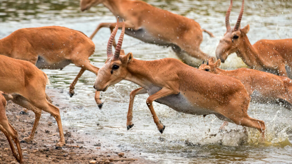 Сайгаки. фото: shutterstock, бильд-редактор: Адэлина Мамедова