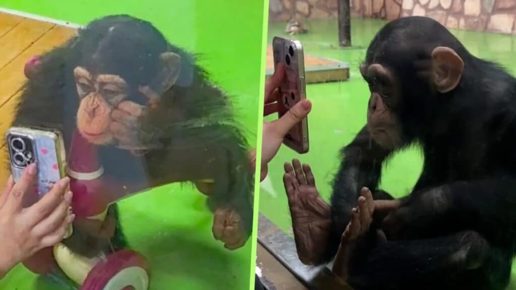 scmp.com, бильд-редактор: Дина Карамчакова